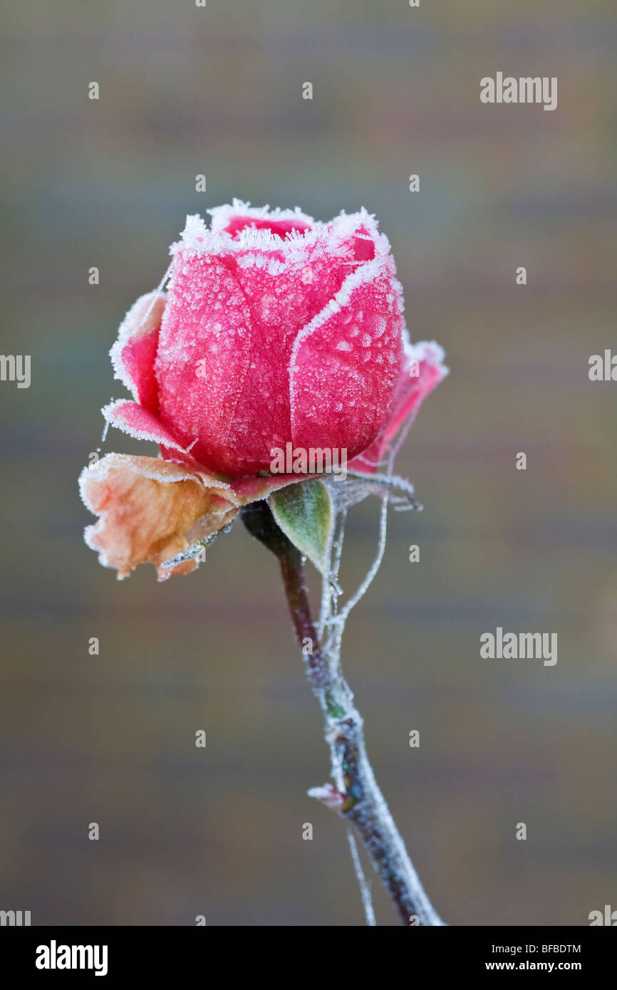 Winter rose hi-res stock photography and images - Alamy