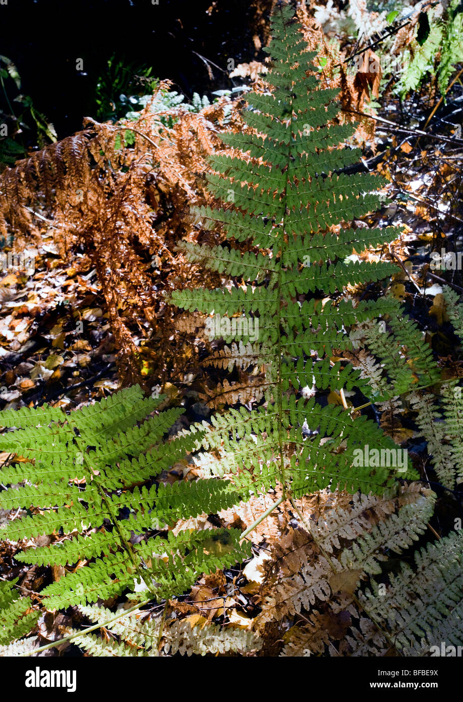 Ferns in woodland bathed in late autumn sunshine Stock Photo