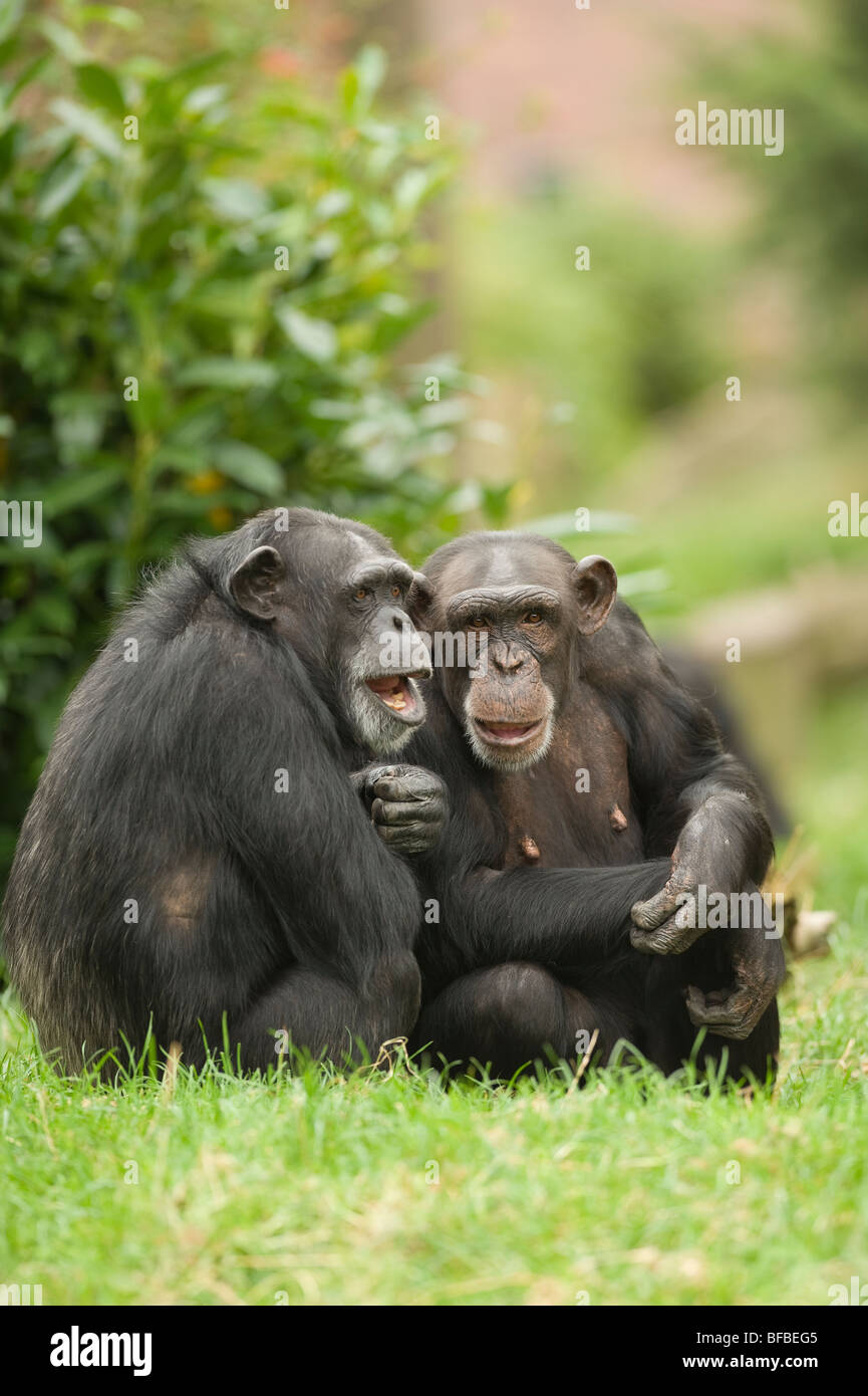 Chimpanzee (Pan troglodytes) West and central Africa. Captive Stock Photo