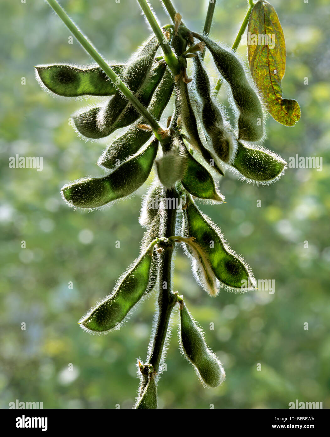 Close up of soya beans growing in their pods Stock Photo Alamy
