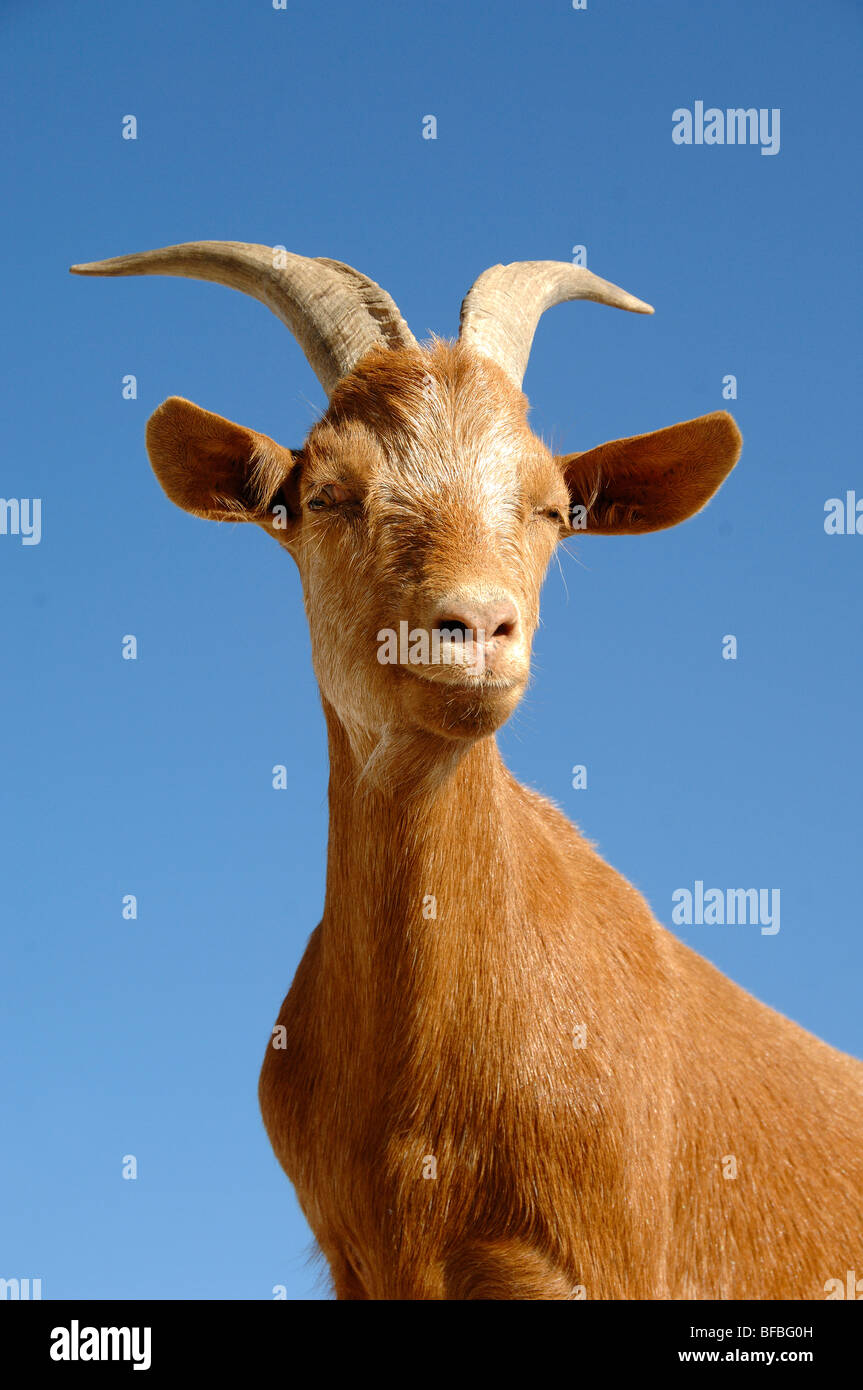 Portrait of Domestic Goat, Capra hircus, or Male Billy Goat Stock Photo