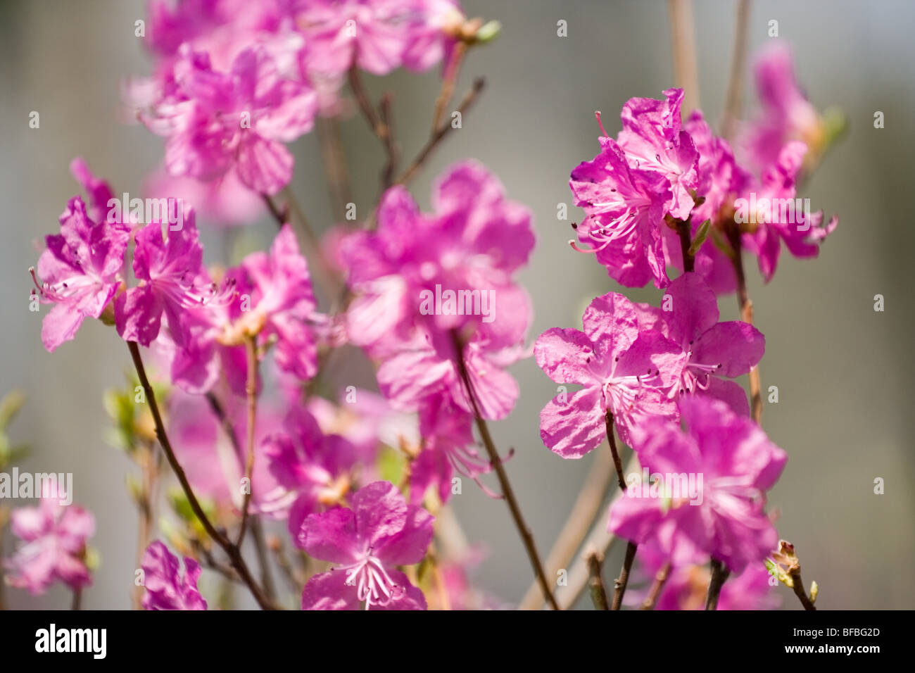 Rhododendron flowers Stock Photo