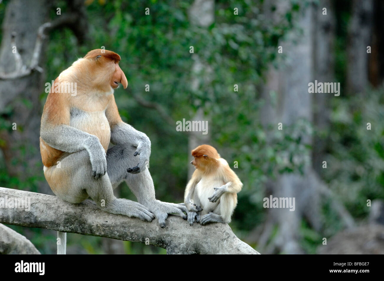 Proboscis Monkeys (Nasalis larvatus) Dominant Male & Young Sitting on Trunk, Labuk Bay Sanctuary, Sabah, Malaysia, Borneo Stock Photo