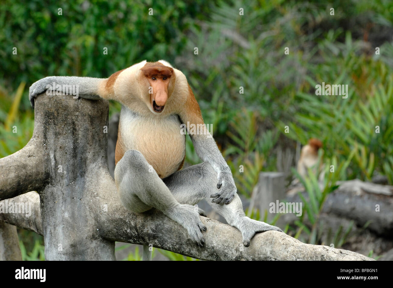 Proboscis Monkey (Nasalis larvatus) Dominant Male Sitting & Relaxing on Trunk, Labuk Bay Sanctuary, Sabah, Malaysia, Borneo Stock Photo