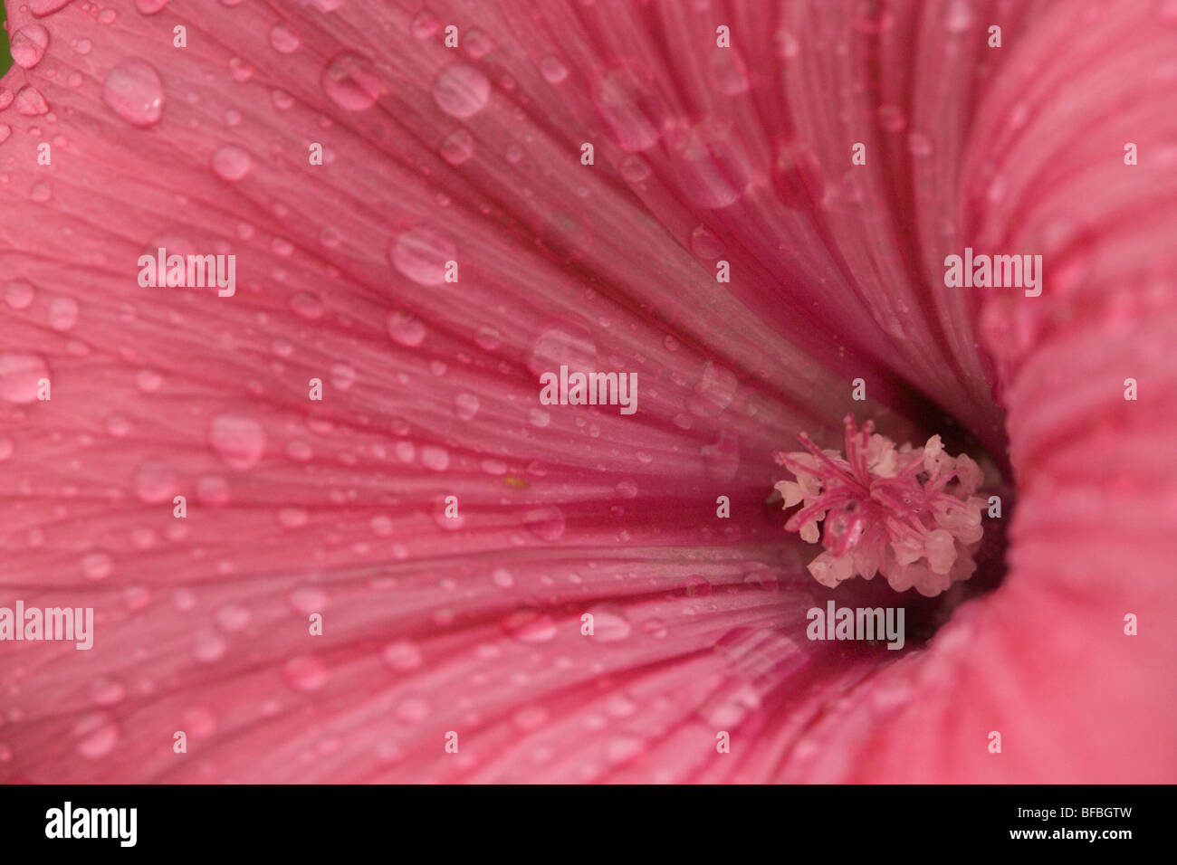 background of waterdrops on Petunia flower Stock Photo