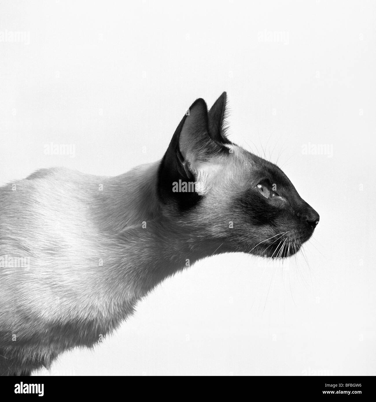 seal point siamese cat, head study in profile Stock Photo Alamy