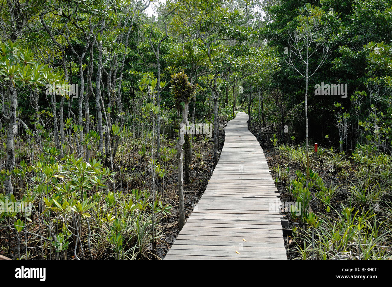 Boardwalk, Board Walk, Wooden Boardwalk, Nature Boardwalk or Elevated Wooden Walkway Through the Mangrove Forest at Labuk Bay, Sabah, Malaysia, Borneo Stock Photo