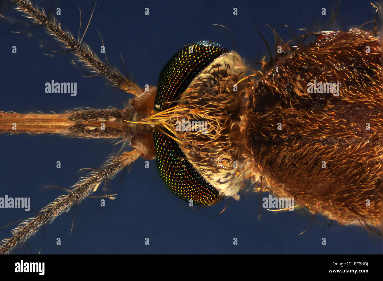 The head of a mosquito, culex pipiens taken through a microscope Stock Photo