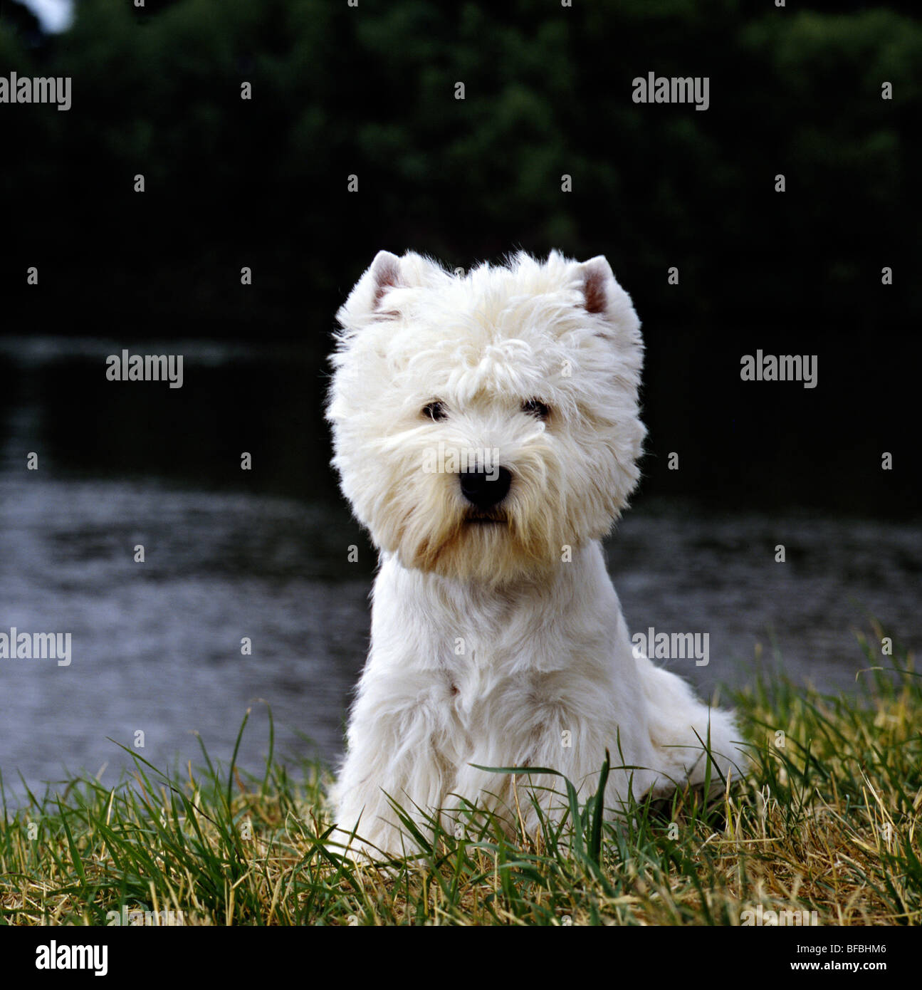 west highland white terrier, champion olac moon pilot, best in show crufts 1990 Stock Photo