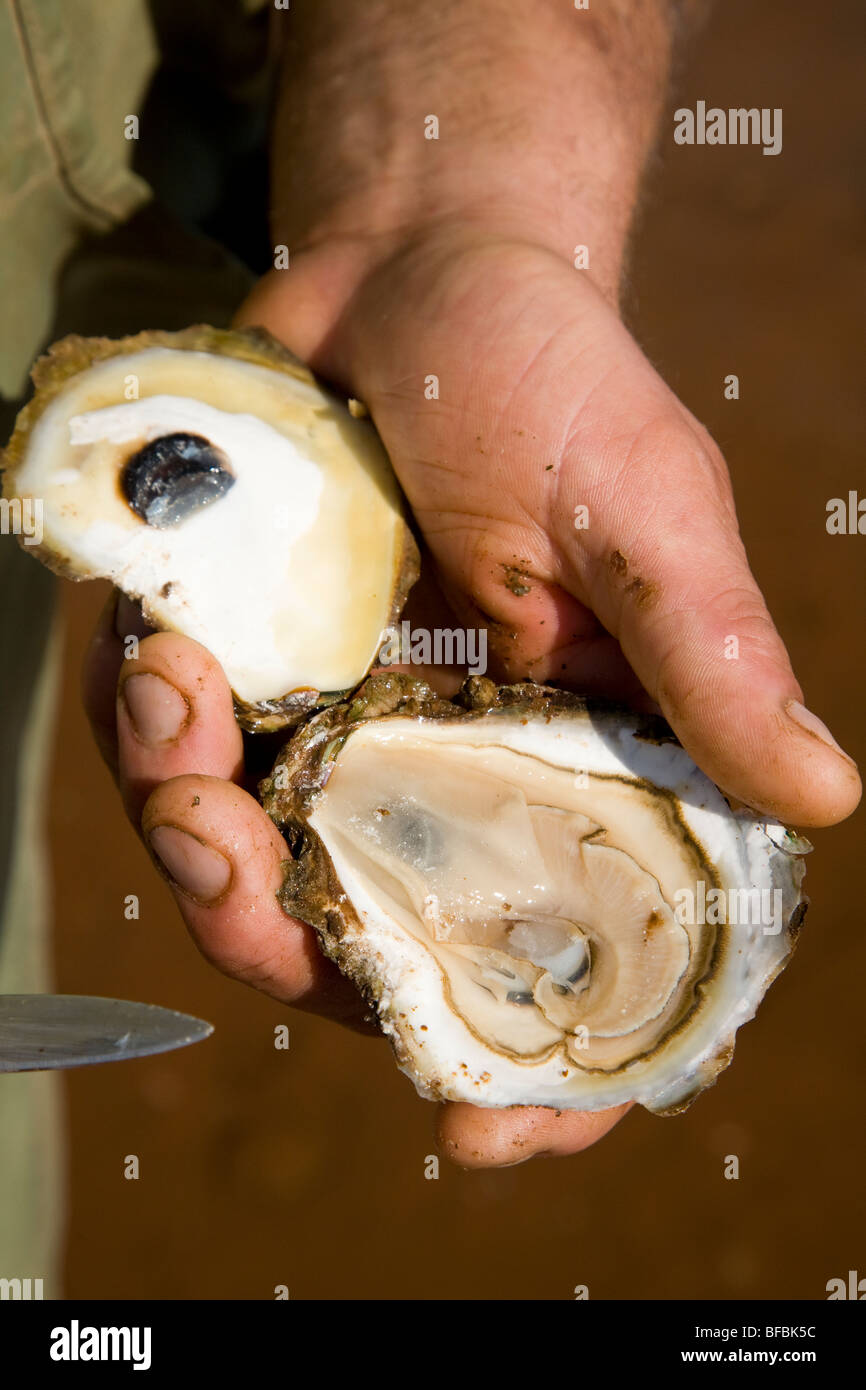 shucked oyster, Prince Edward Island, Canada Stock Photo Alamy