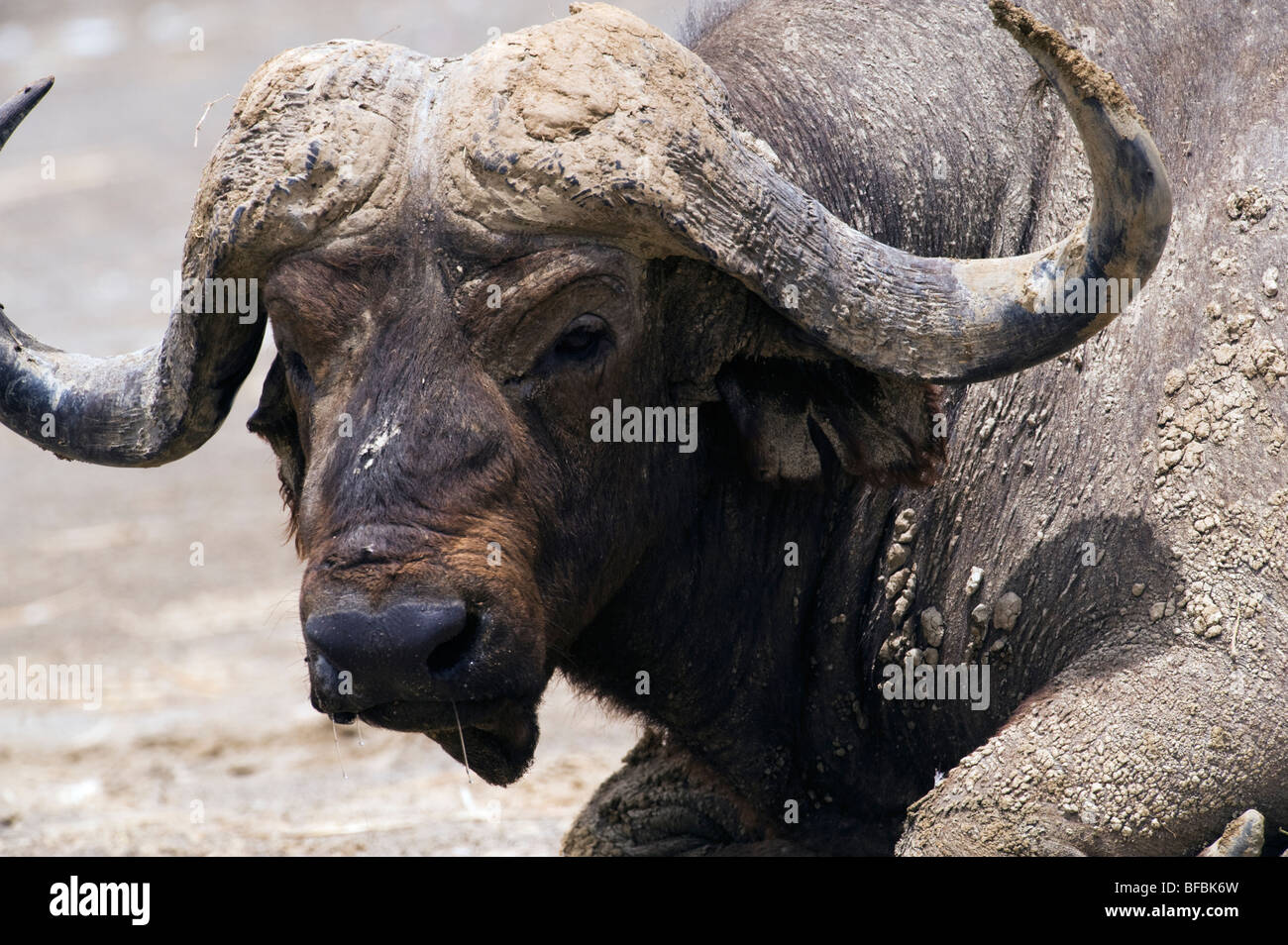 Head shot of Cape Buffalo Stock Photo
