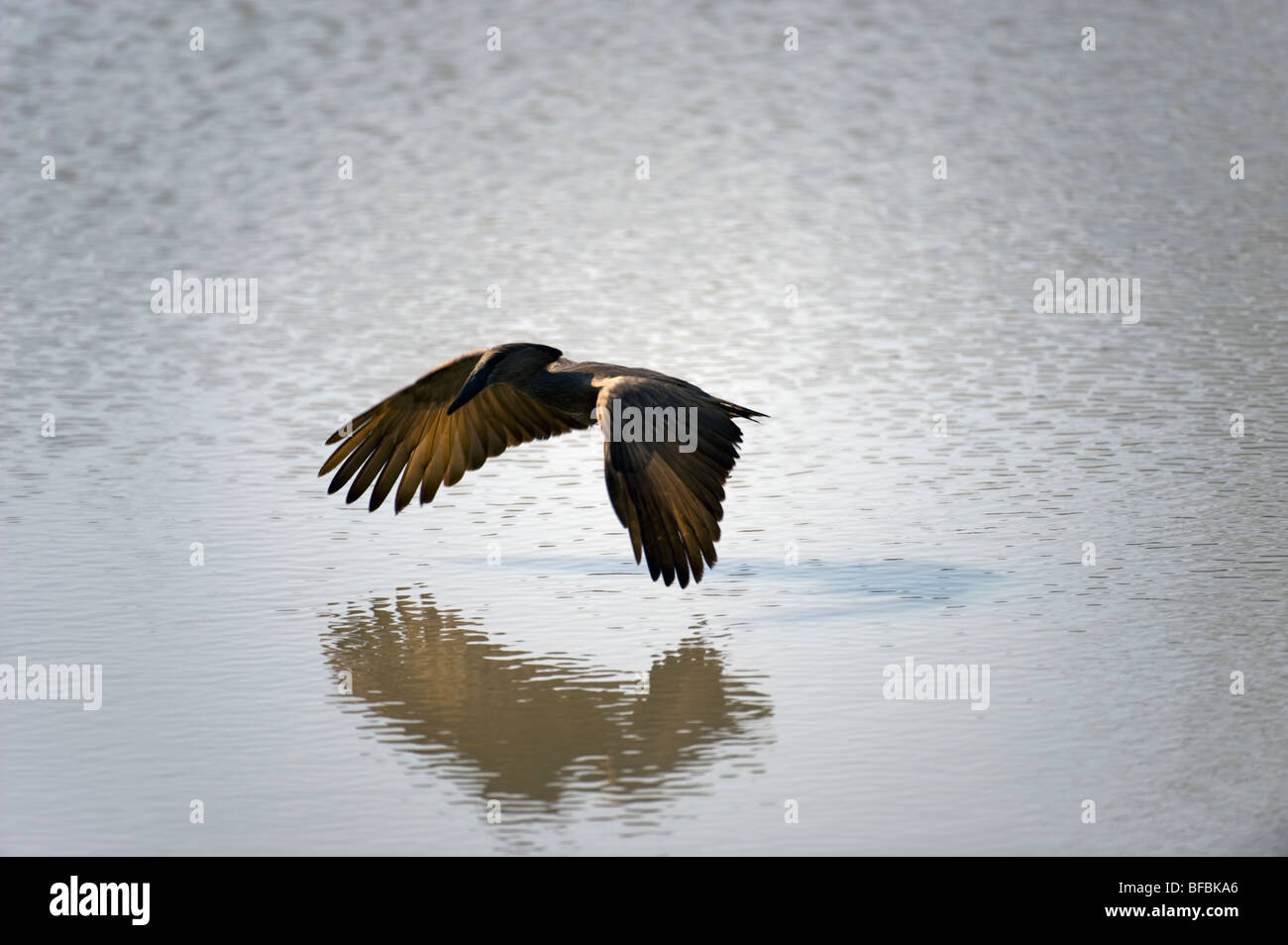 Heron Skimming Water Stock Photo