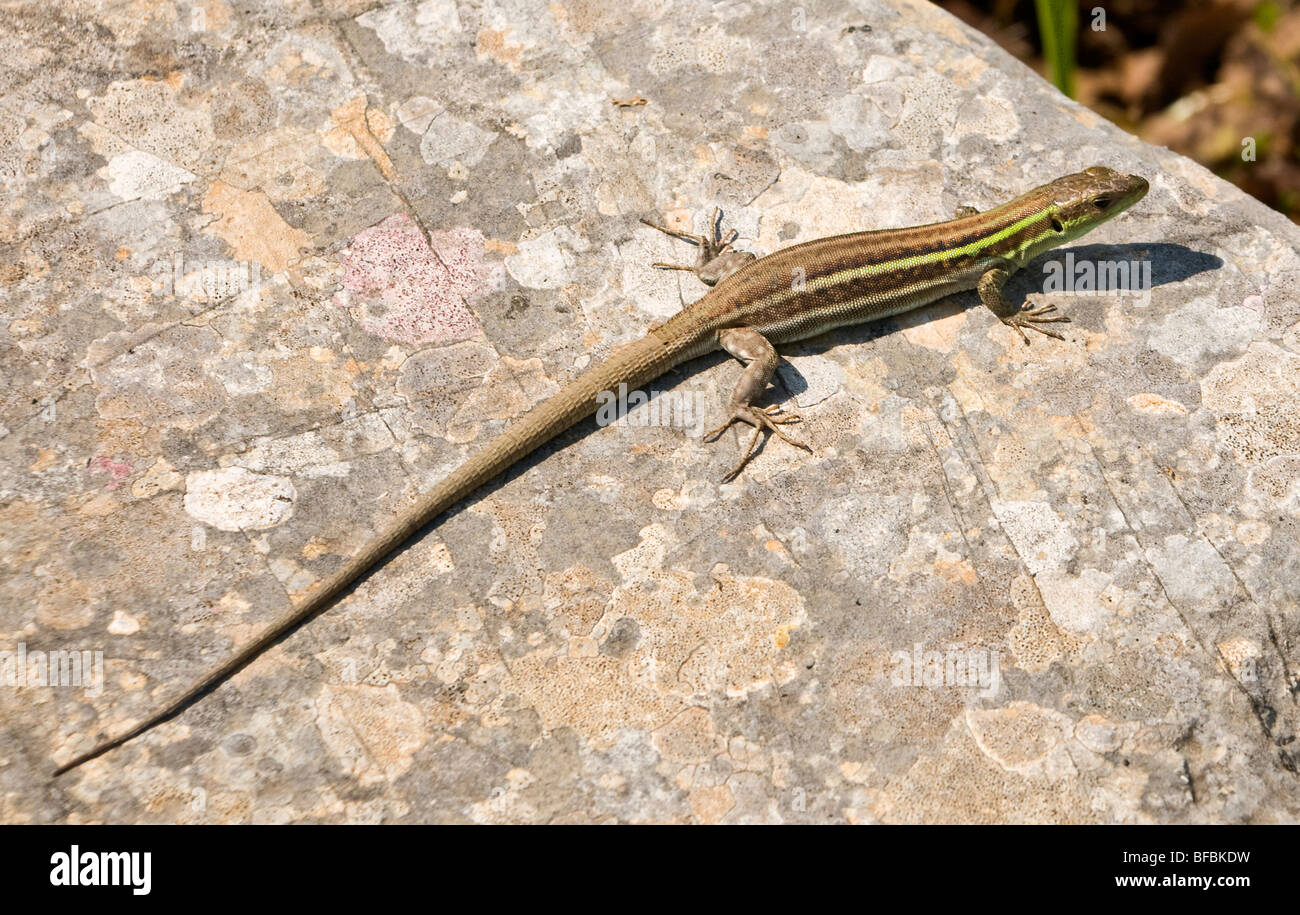 Peloponnesian wall lizard (Podarcis peloponnesiaca), Balkan green lizard or Balkan emerald lizard, Lacerta trilineata subadult Stock Photo