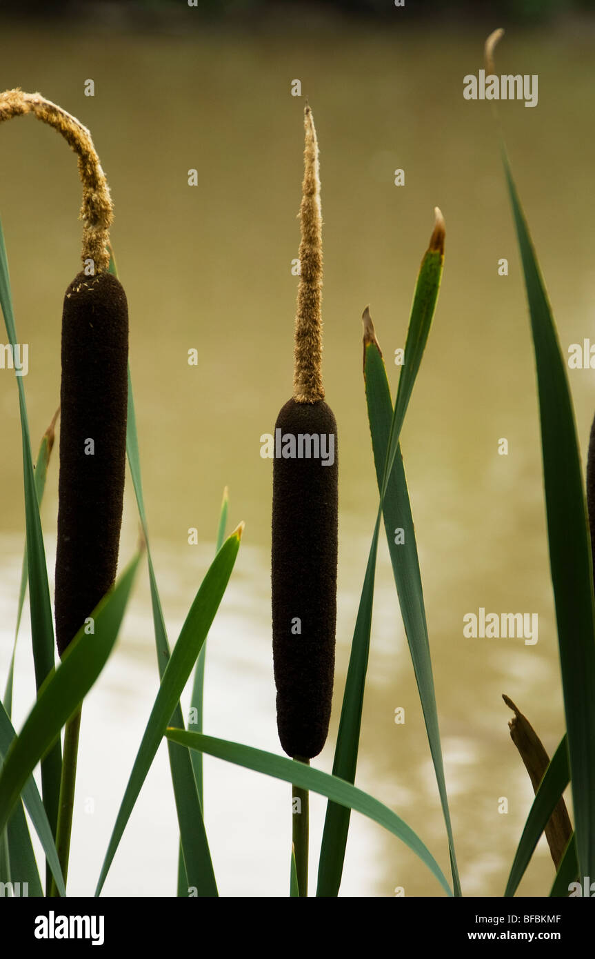 Bulrushes at Tatton Park Stock Photo - Alamy