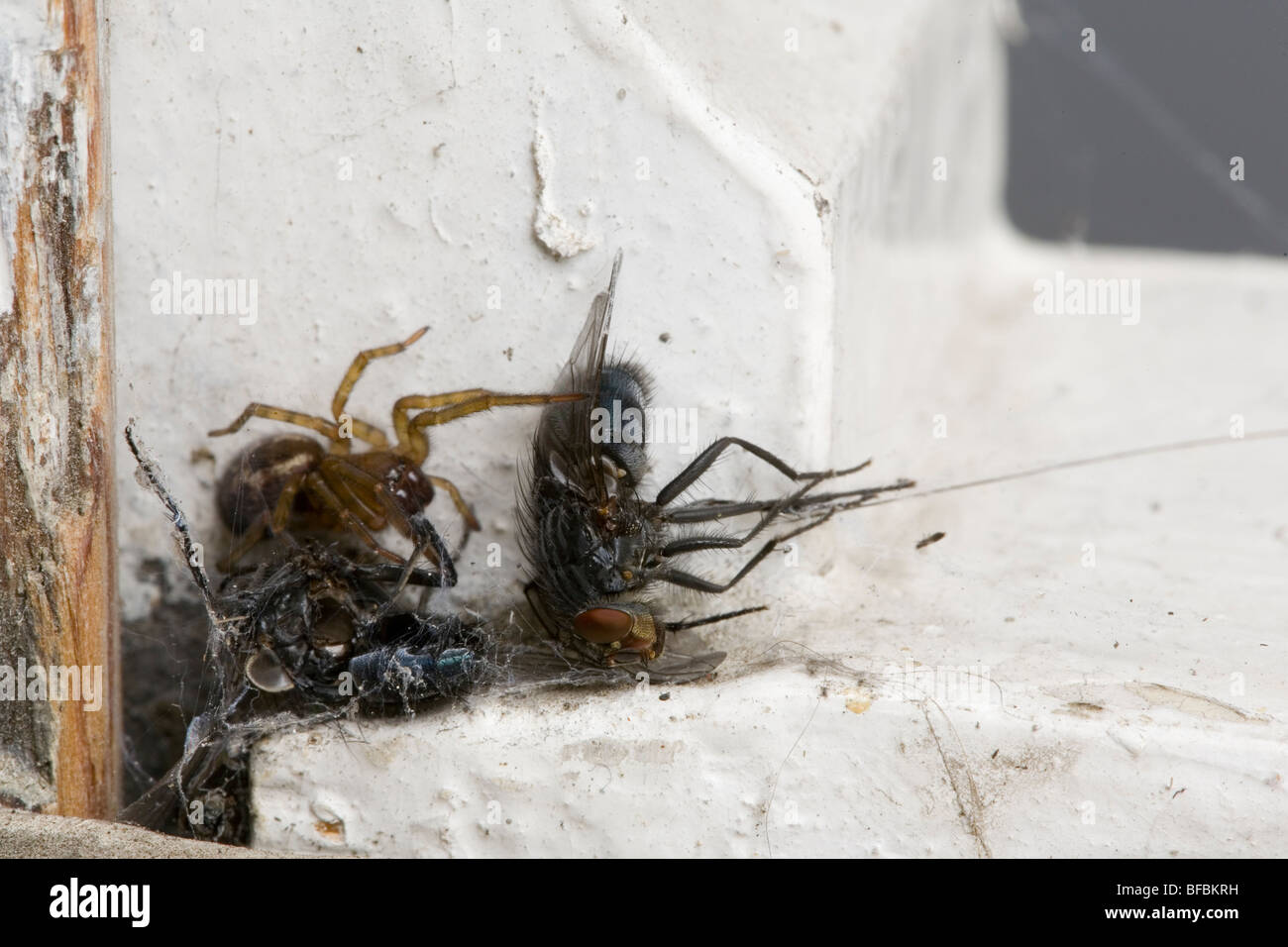 A common house spider (Tegenaria domestica) catching a house fly (Musca domestica) and dragging it back to its layer. Stock Photo