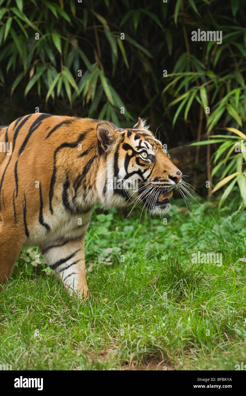 Sumatran tiger (Panthera tigris sumatrae) Captive Stock Photo