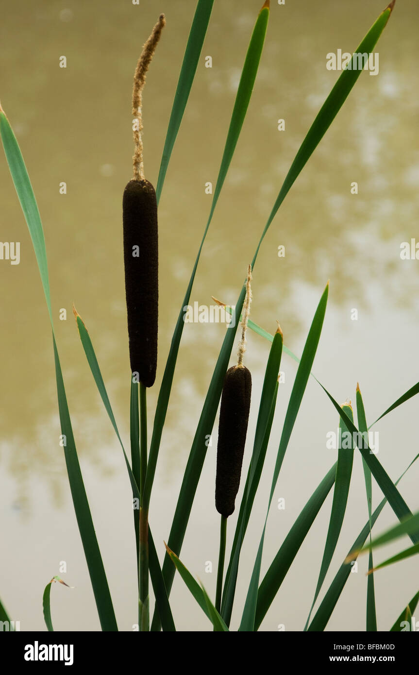 Quilled Bull Rushes Bulrushes at Tatton Park Stock Photo - Alamy