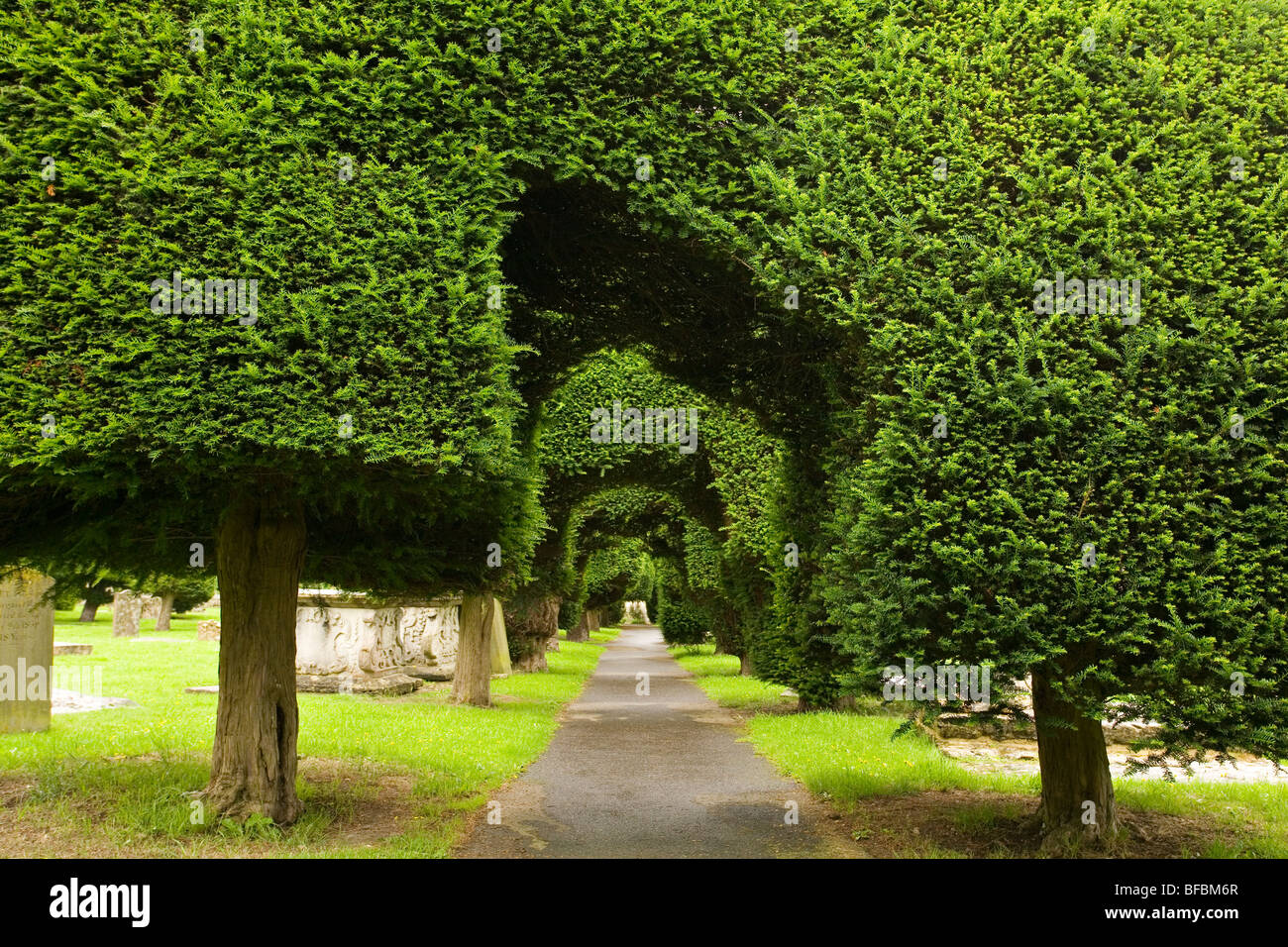 Yew trees in churchyard of St Mary's Church Painswick Stock Photo