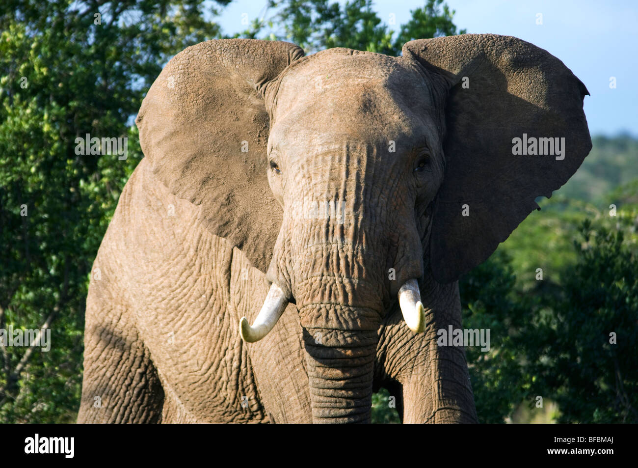 Elephant Warning Stock Photo