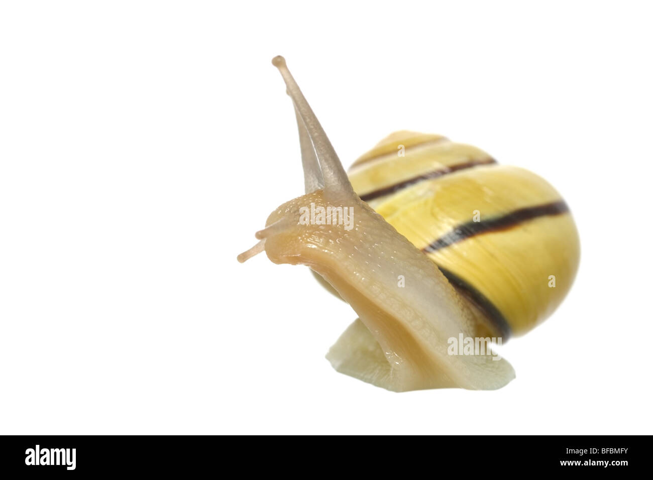 macro of stripy snail Stock Photo
