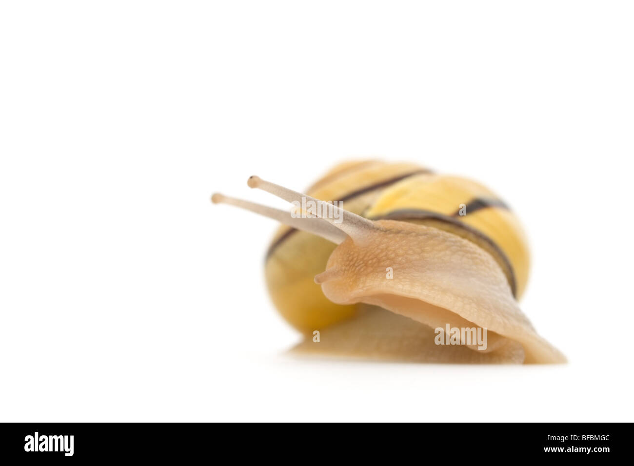 macro of stripy snail Stock Photo