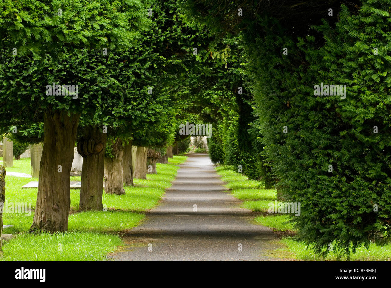Avenue of yew trees in the churchyard of Painswick England Stock Photo