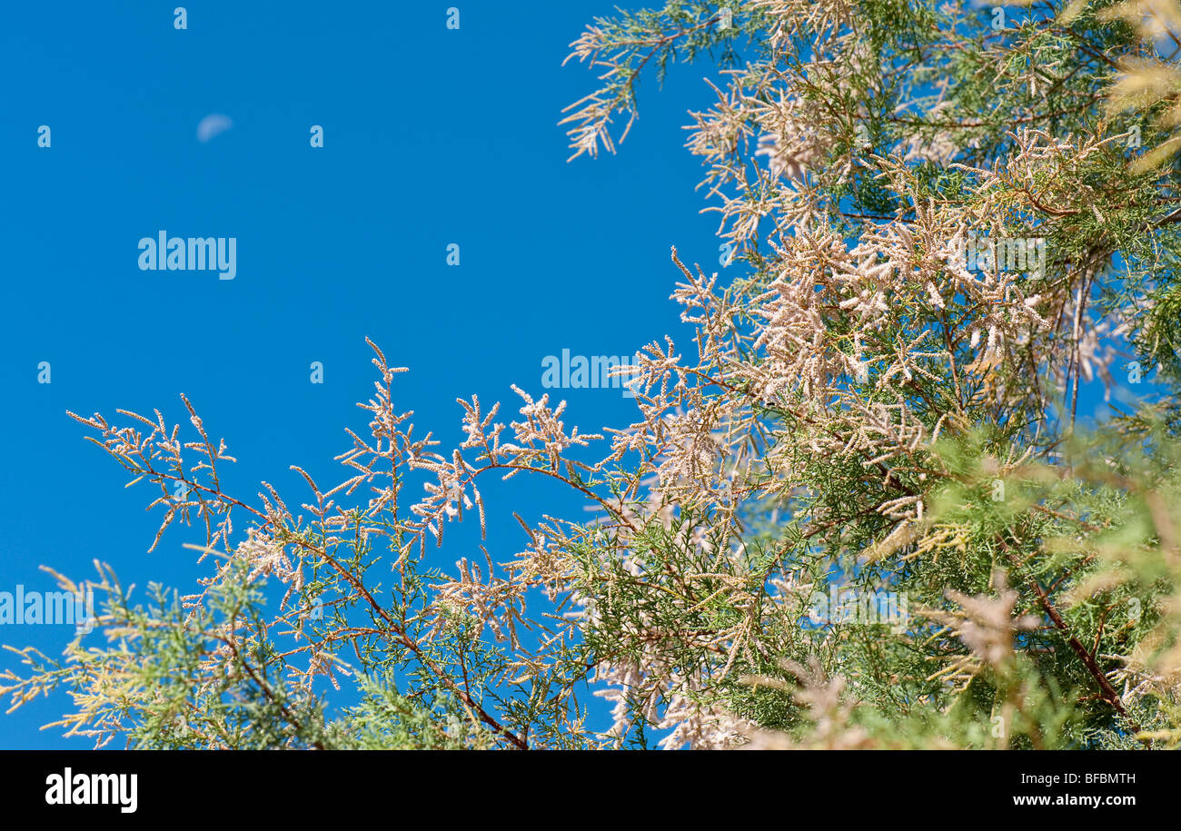 Blossoming tamarisk tree and half moon in the blue sky on a beach on a greek island Stock Photo