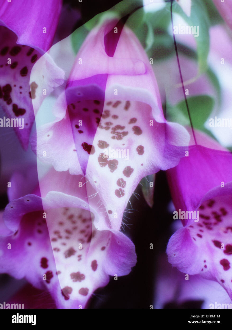 Foxgloves a Digital photographic fine art montage from the indigomoods collection of creative composites Stock Photo