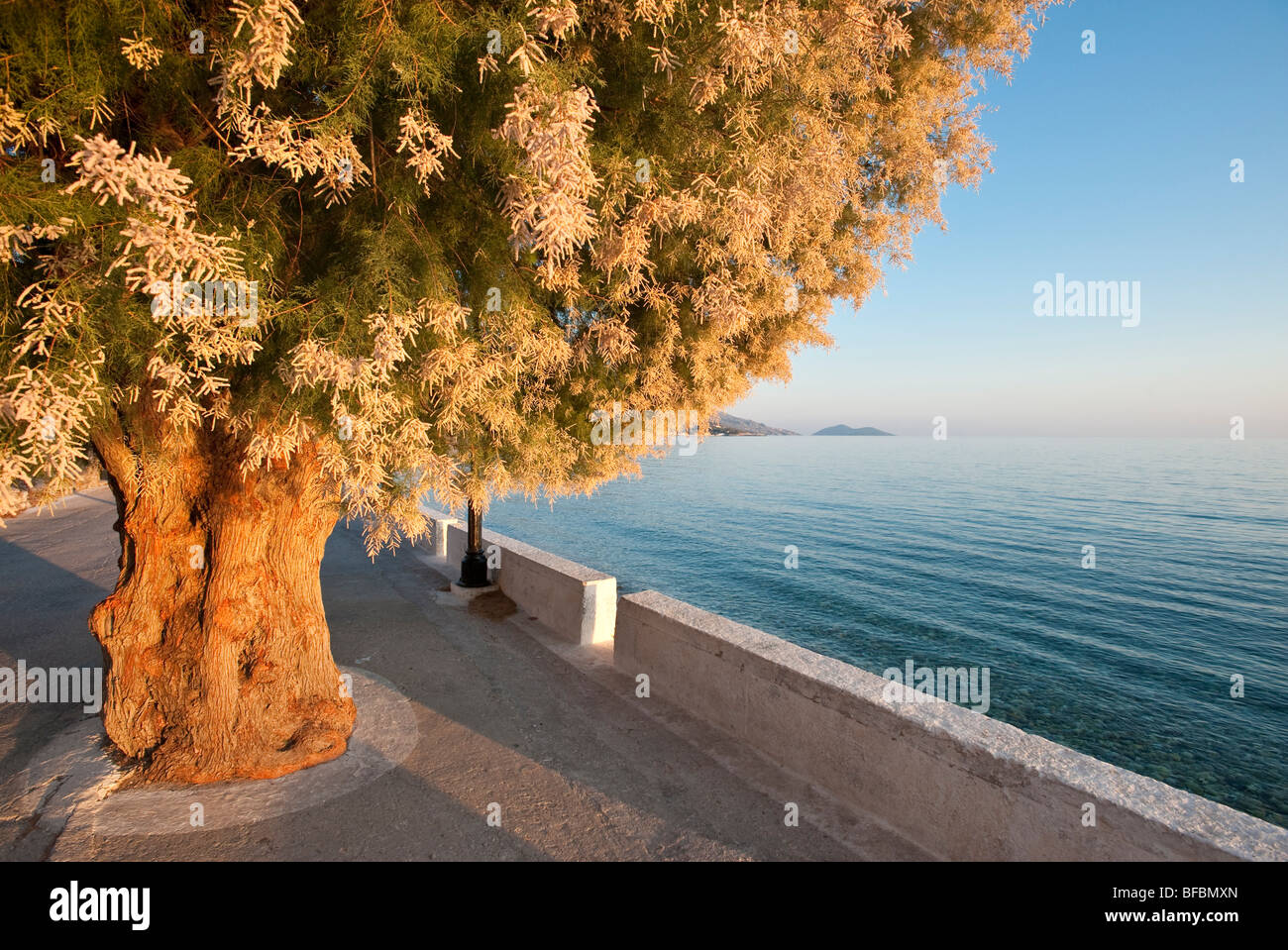 Late afternoon sunlight shoining on a tamarisk tree on a drive along a beach on a greek island Stock Photo