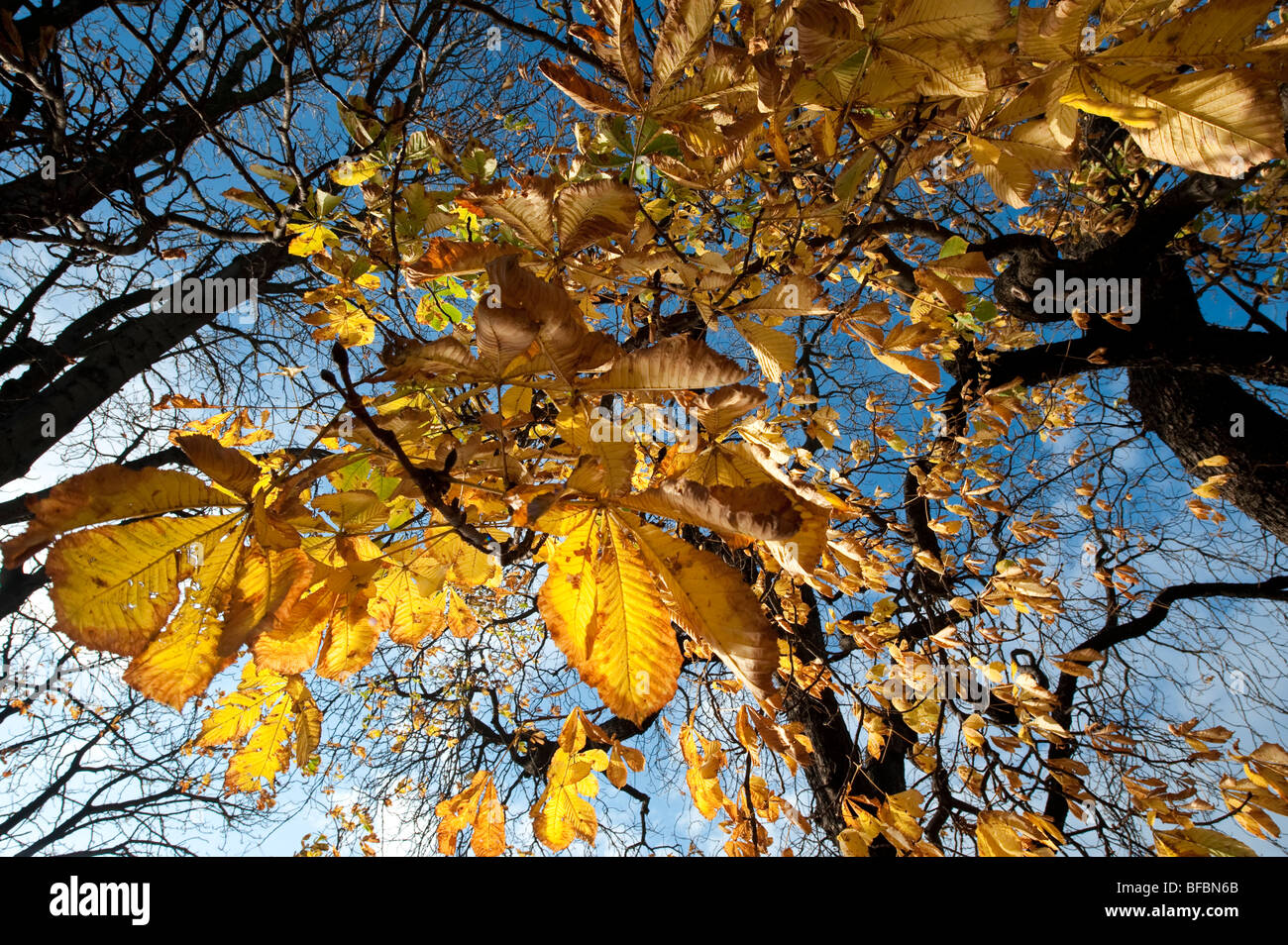 yellow leaves on an almost bare tree in autumn on the banks of the river rhine in Mainz-Kastel in Germany. Stock Photo