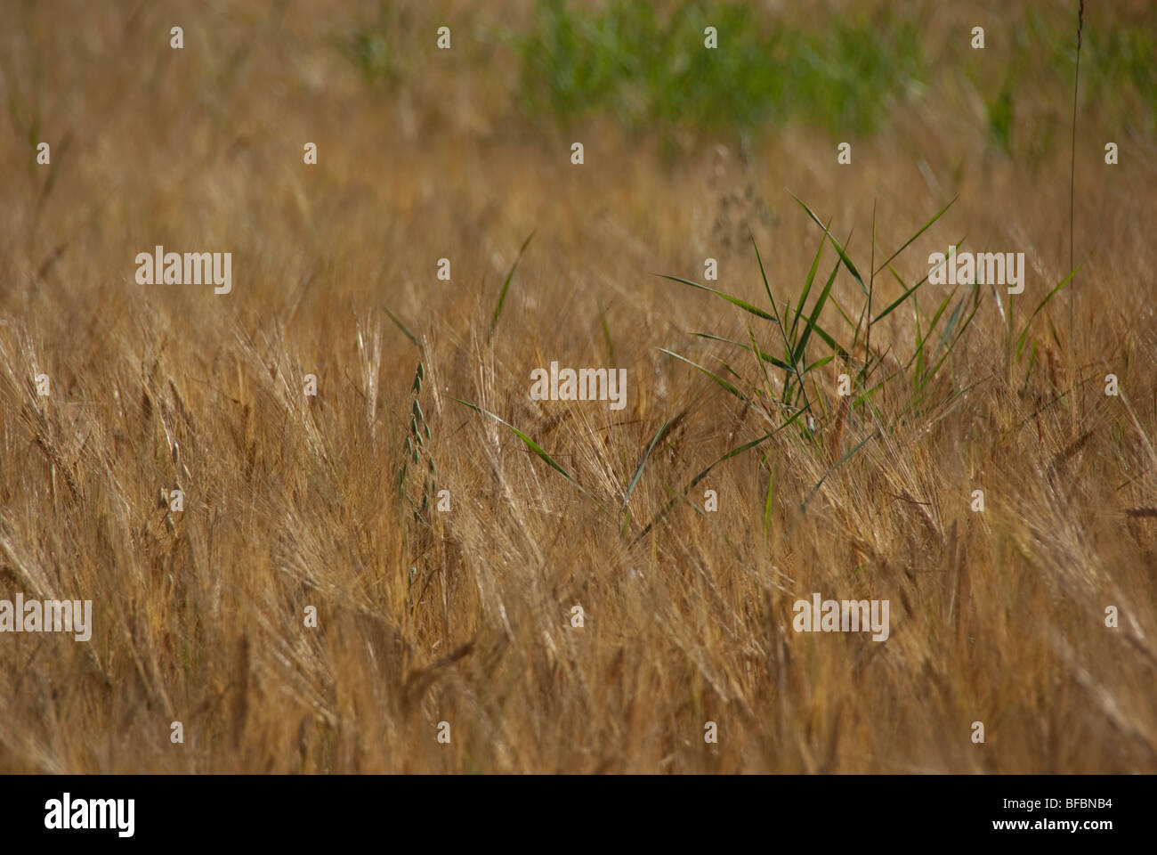Grass blades growing amidst ripe barley field Stock Photo