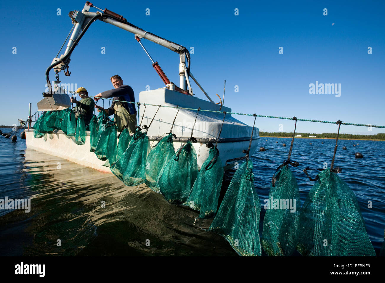 workers tie mesh bags of oysters to lines, East Bideford, Malpeque Bay, Prince Edward Island, Canada Stock Photo