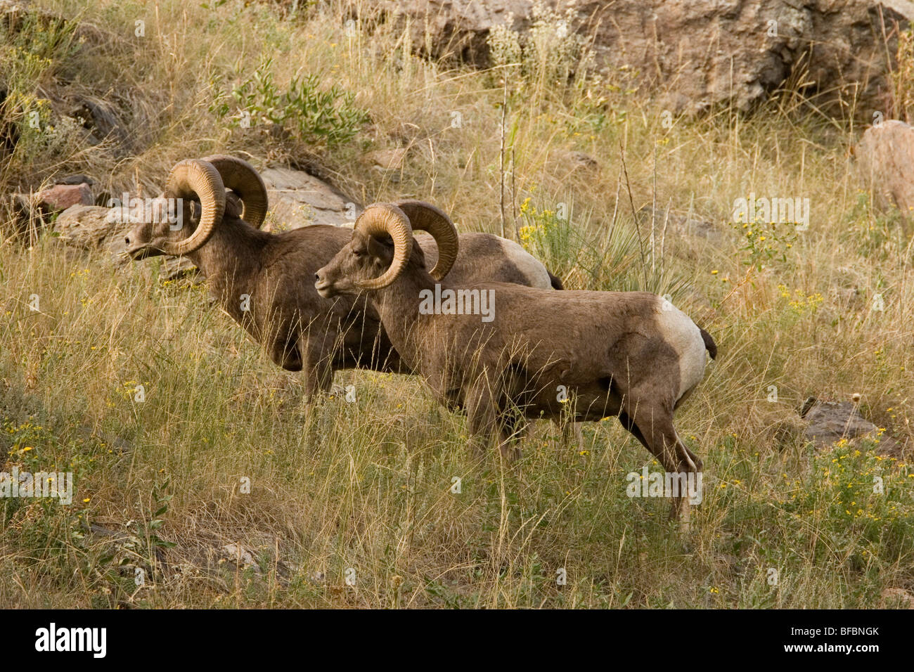 Two Rocky Mountain Bighorn Sheep grazing on the side of a Wyoming ...