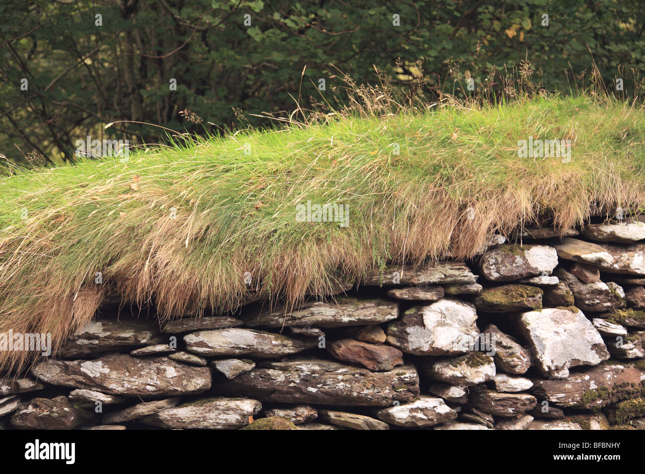Overgrown Hedge and dry stone Wall, County Wicklow, Ireland Stock Photo