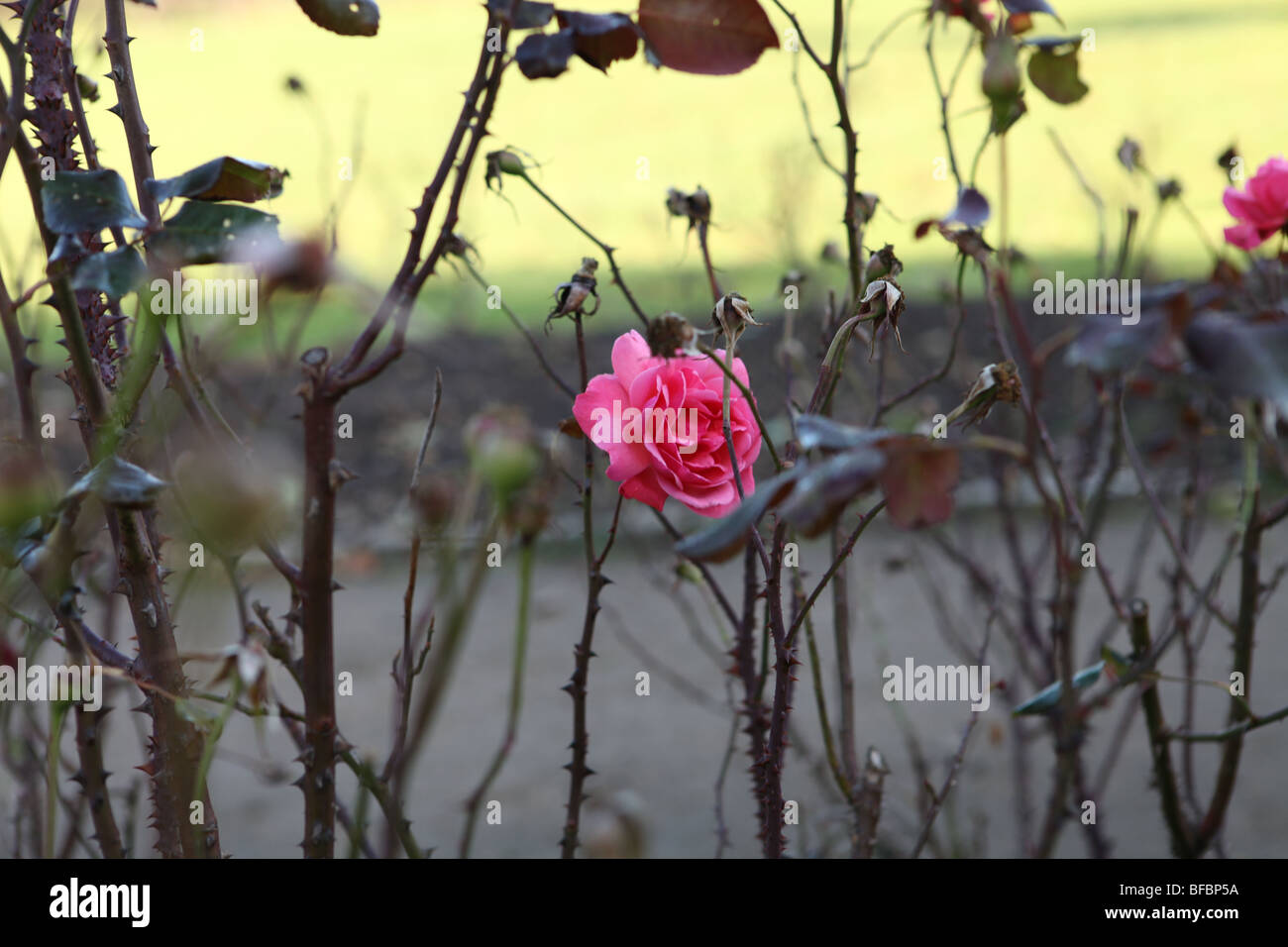 Garden rose bush one hi-res stock photography and images - Alamy