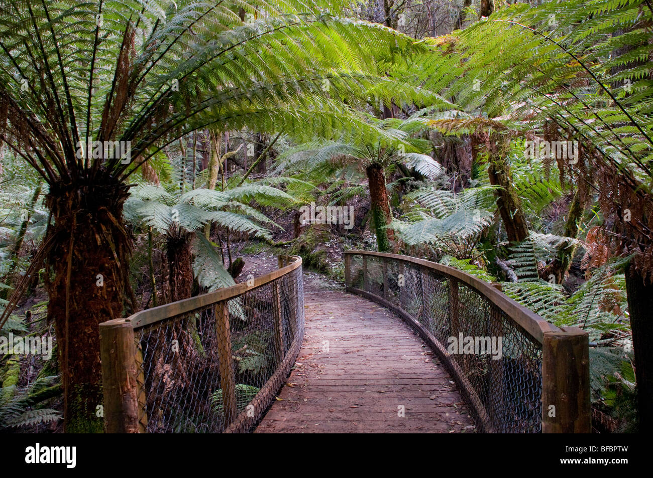 A rain forest walkway amongst Dicksonia Antarctica ferns in Mount Field National Park, Tasmania Stock Photo