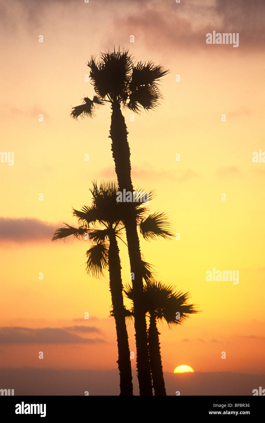 Palm Trees at Sunset Stock Photo