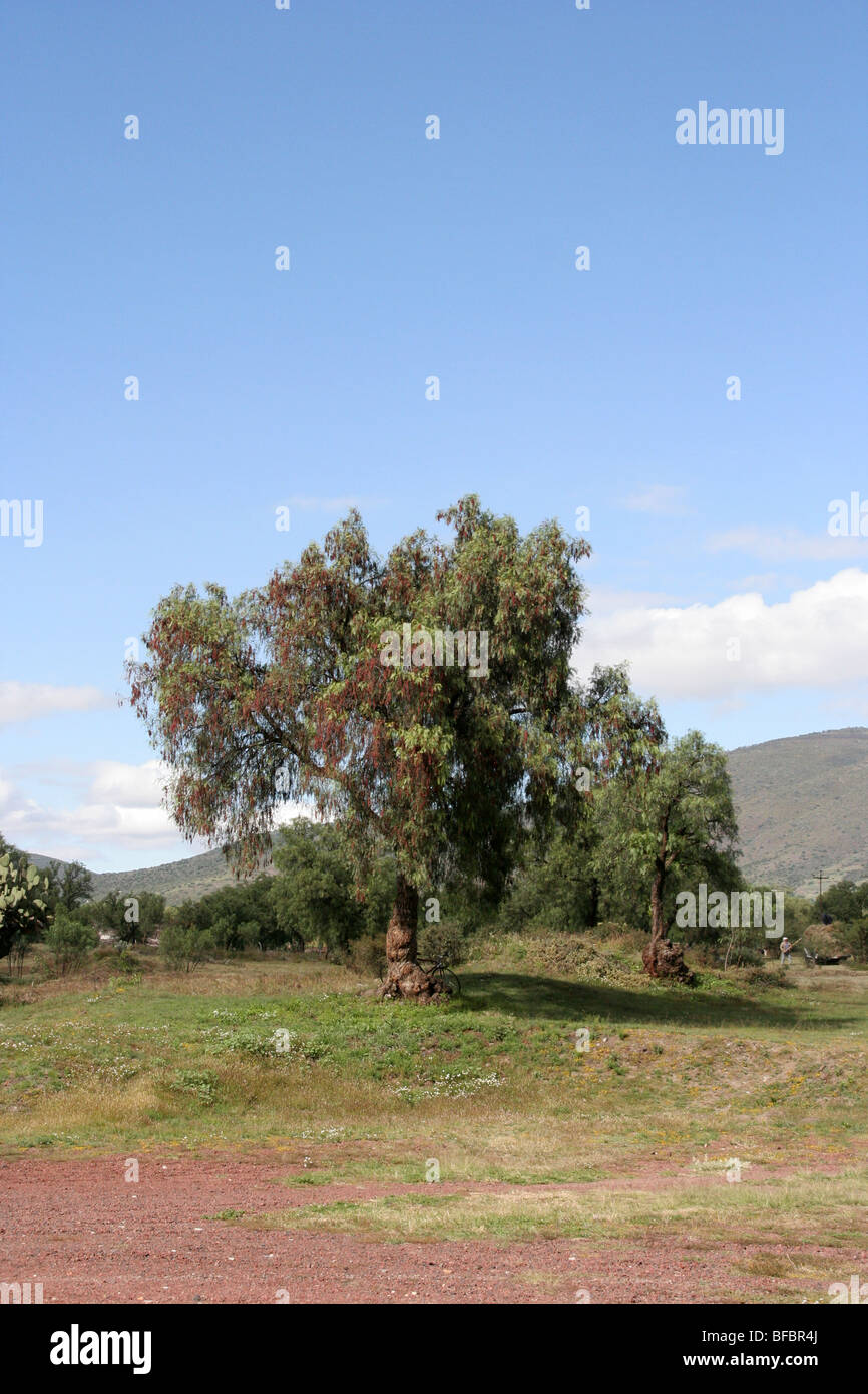 Central mexican landscape hi-res stock photography and images - Alamy