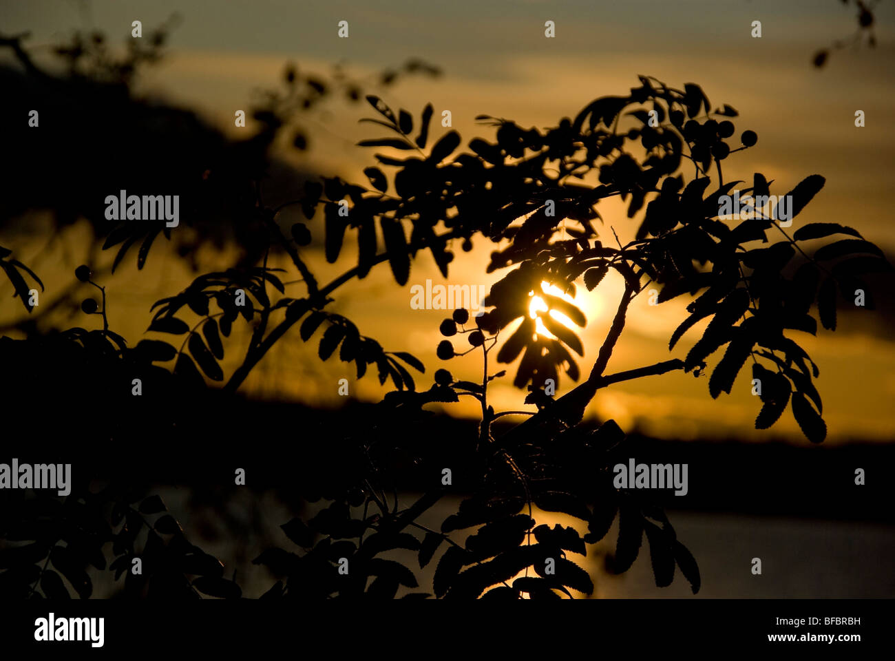A silhouette of rowan leaves and berries against a golden autumn sunset in Finland Stock Photo