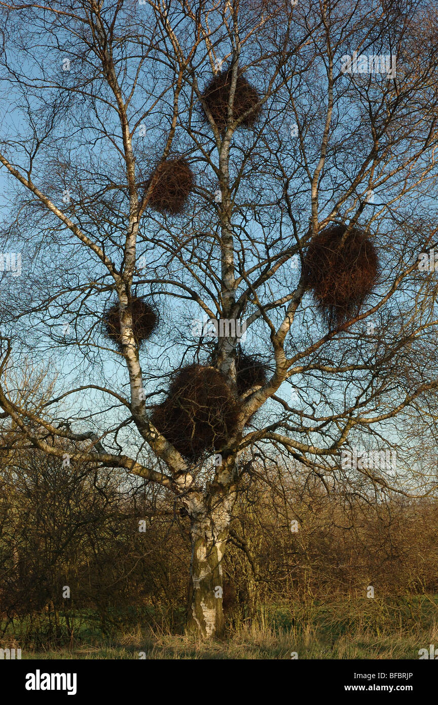 crows nests built on a silver birch tree, England, UK Stock Photo Alamy