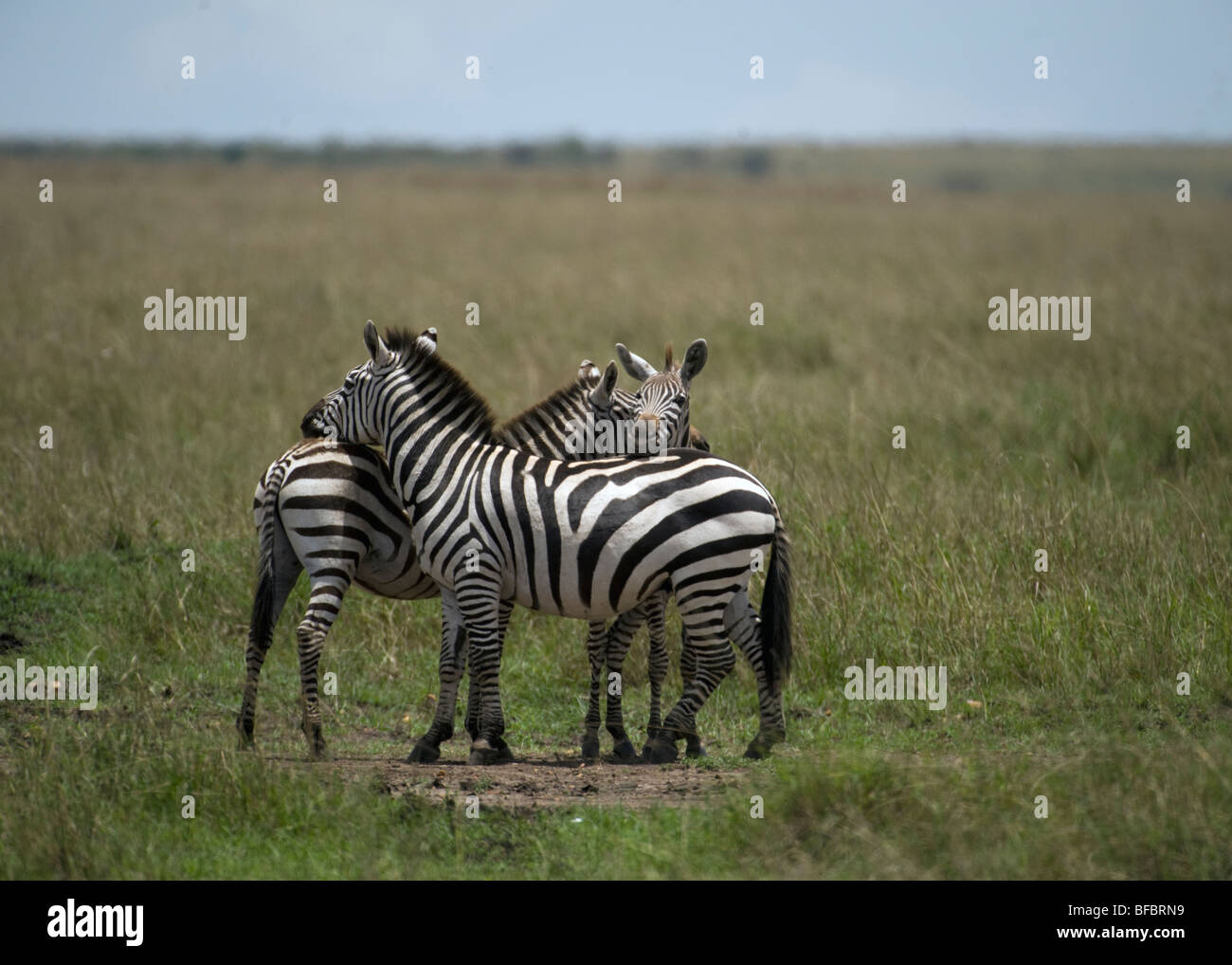 Zebras on the look out Stock Photo