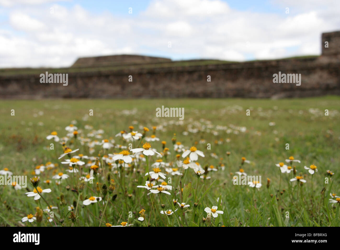 Flowers in the archaeological zone of Teotihuacan, Mexico. Stock Photo