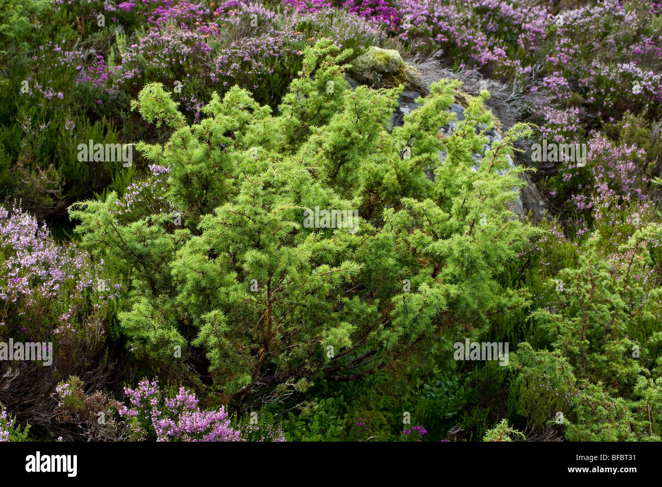 Common Juniper, Juniperus communis Stock Photo