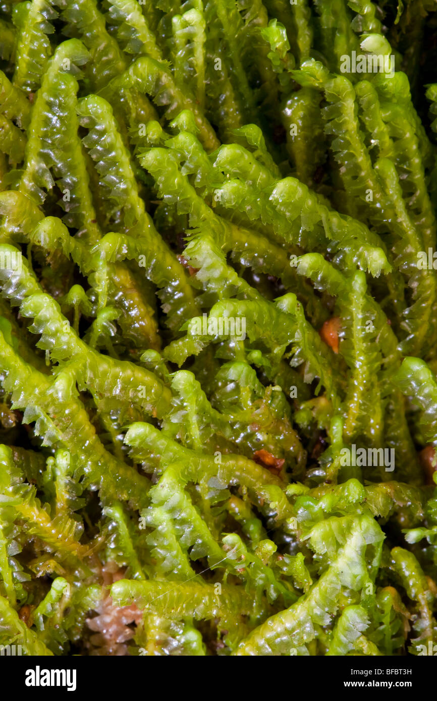 Greater whipwort, Bazzania trilobata Stock Photo