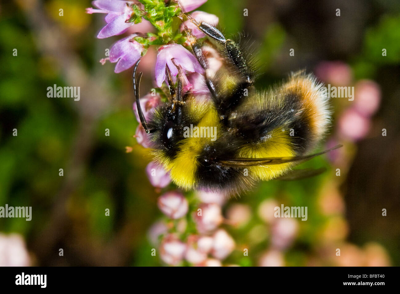 Broken-belted bumblebee, Bombus soroeensis, male Stock Photo