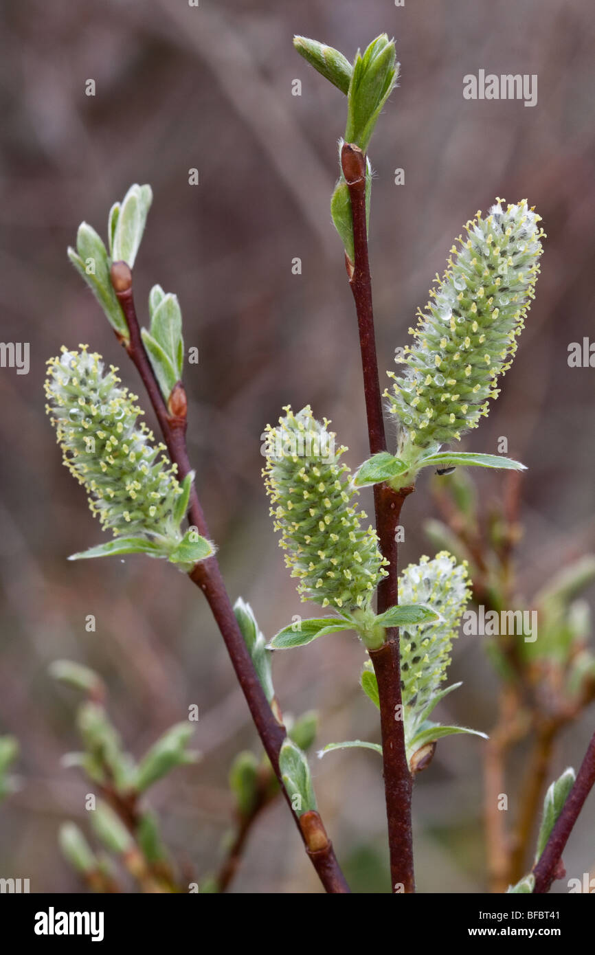 Creeping Willow, Salix repens,  female catkins Stock Photo