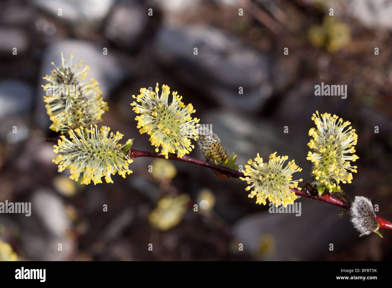 Creeping Willow, Salix repens,  male catkins Stock Photo