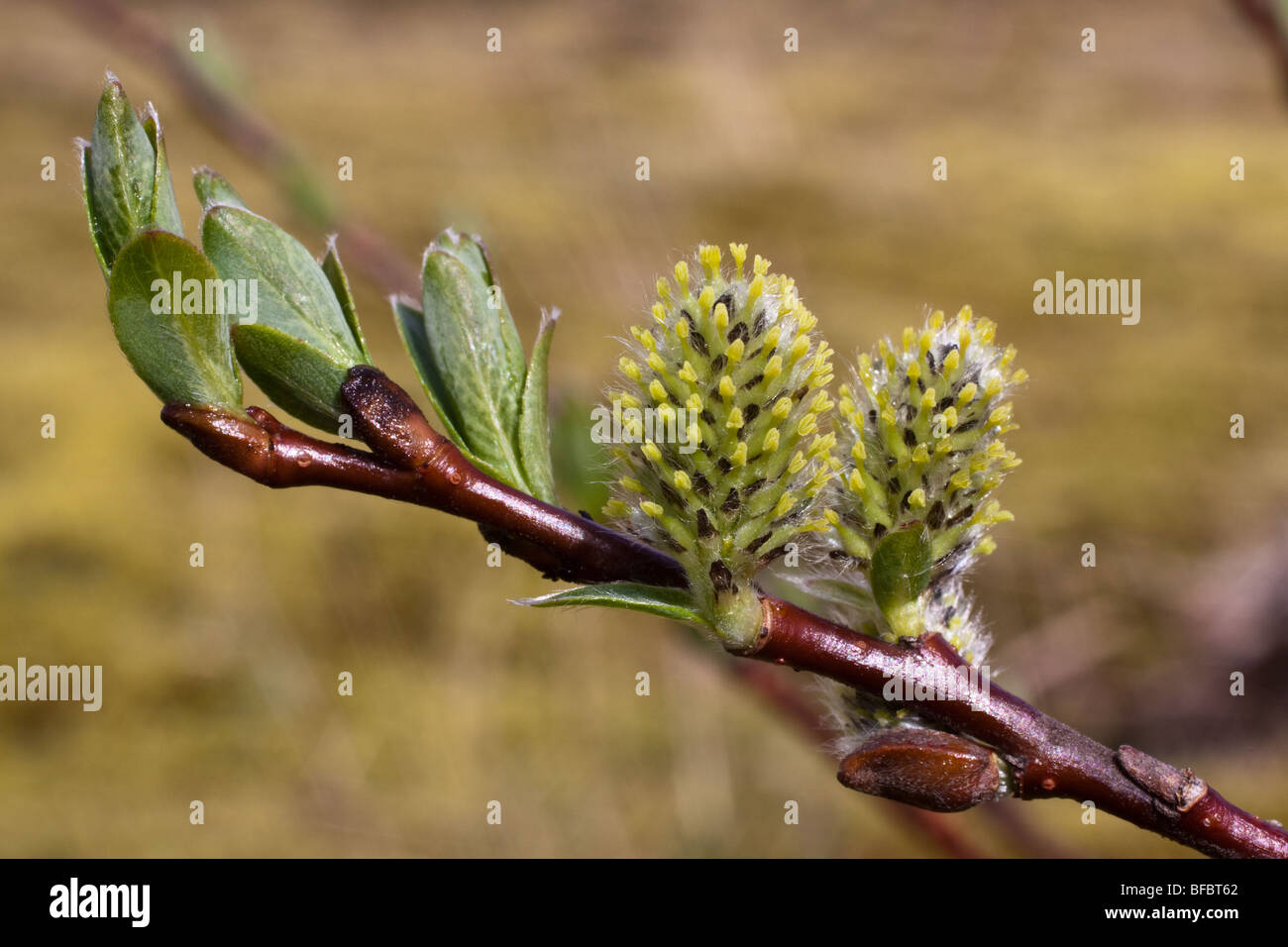 Creeping Willow, Salix repens,  female catkins Stock Photo
