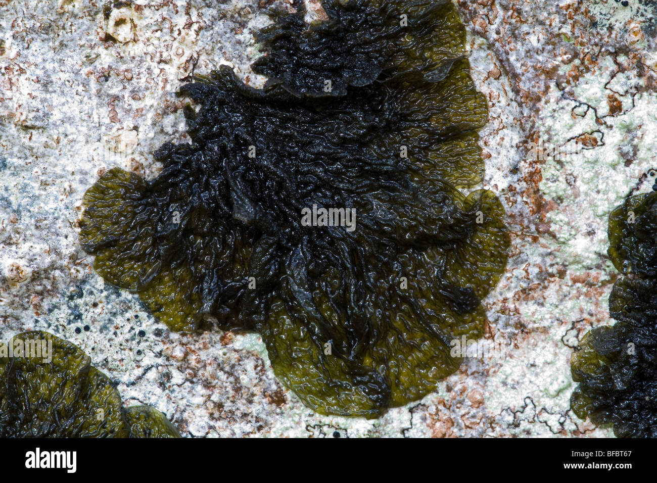 Bat's Wings Lichen, Collema furfuraceum Stock Photo