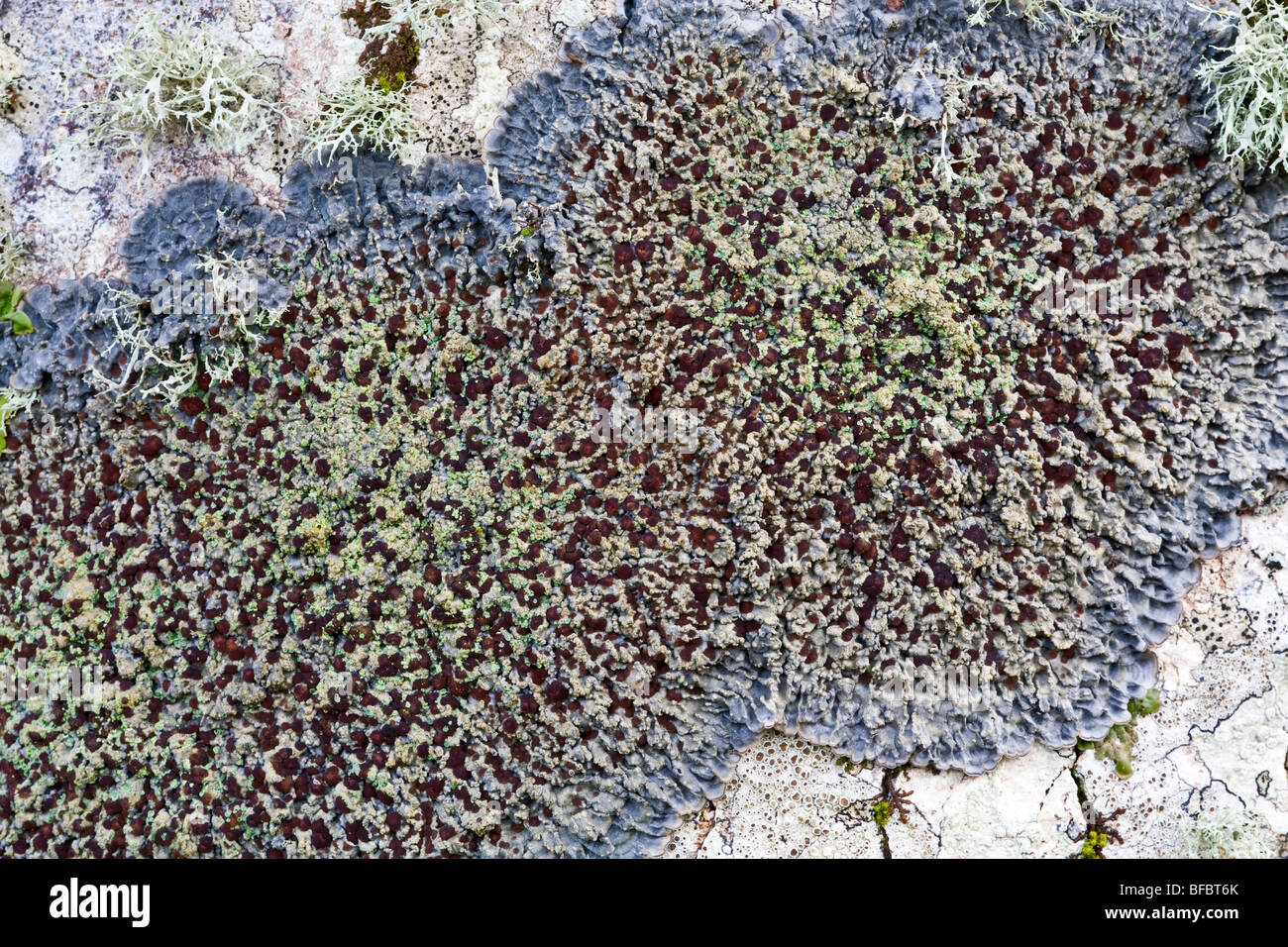 Plum-fruited Felt Lichen, Degelia plumbea Stock Photo